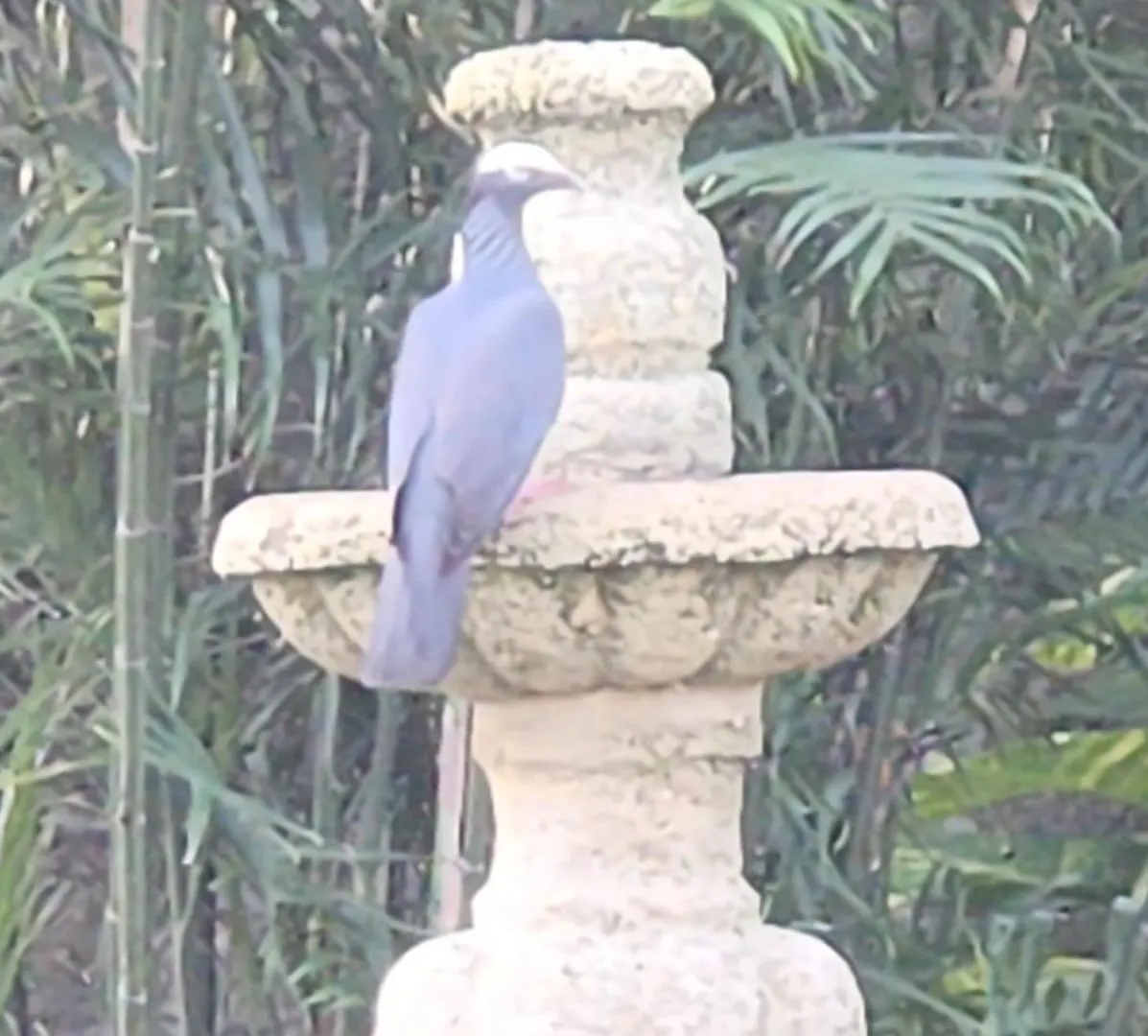 Casa Colonial, Cozumel Villa Indigo Mexiko